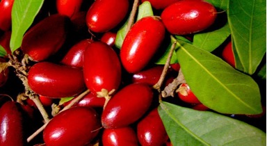什麼是神秘果? | 起源地、植物特性、酸轉甜原理、健康用途一次看 – 森郁農科