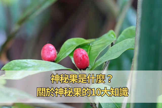 神秘果是什麼？關於神秘果的10大知識