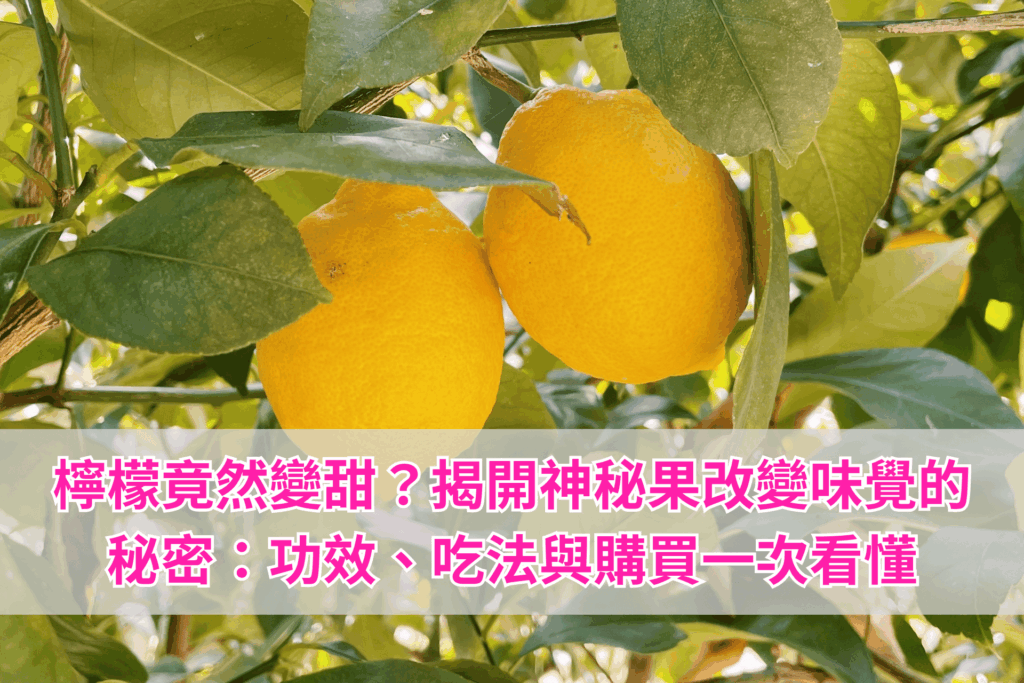檸檬竟然變甜？揭開神秘果改變味覺的秘密：功效